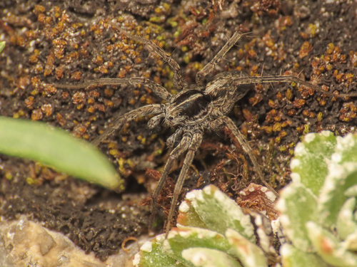 Pardosa blanda