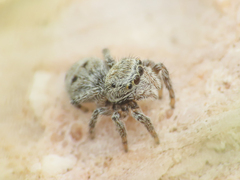 Attulus atricapillus