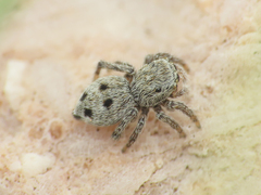 Attulus atricapillus