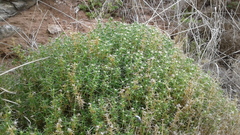 Scleranthus pungens