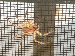 Selenops submaculosus