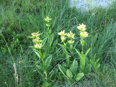 Gentiana