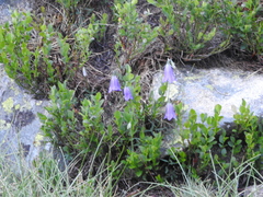Campanula cochleariifolia