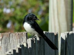 Rhipidura leucophrys leucophrys