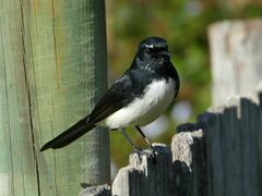 Rhipidura leucophrys leucophrys