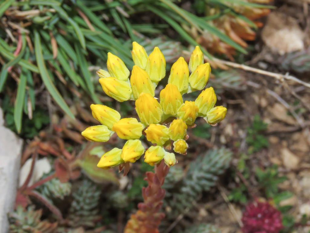 Sedum corybulosum (Link & Otto) Kuntze 2