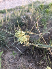 Asclepias stenophylla
