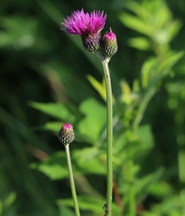 Cirsium pannonicum