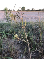 Asclepias stenophylla