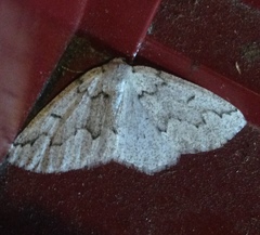 Sabulodes packardata