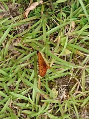 Argynnis hyperbius hyperbius