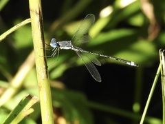 Lestes forcipatus