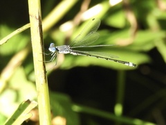 Lestes forcipatus