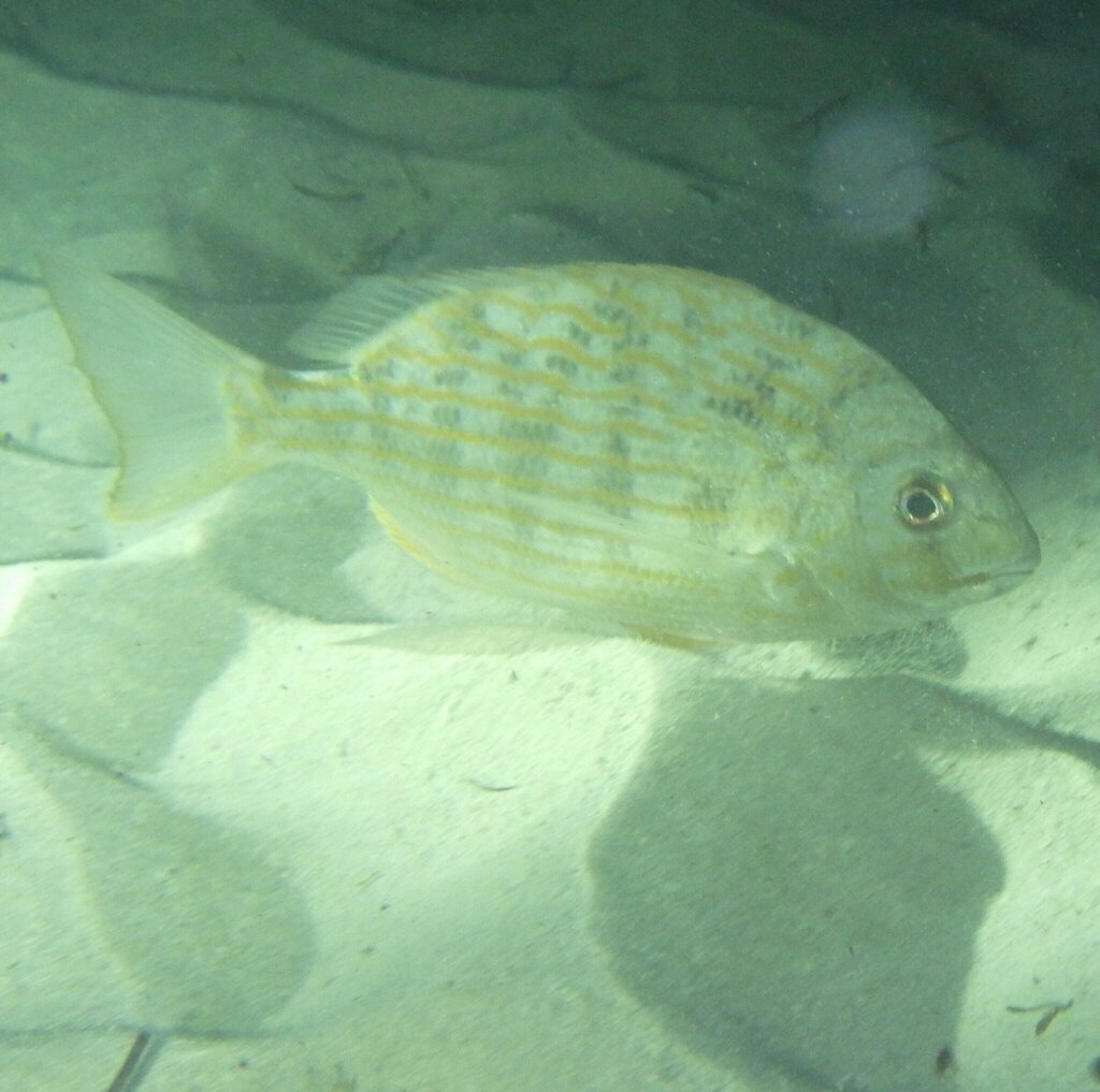 Brim (Archosargus rhomboidalis) — Sparidae