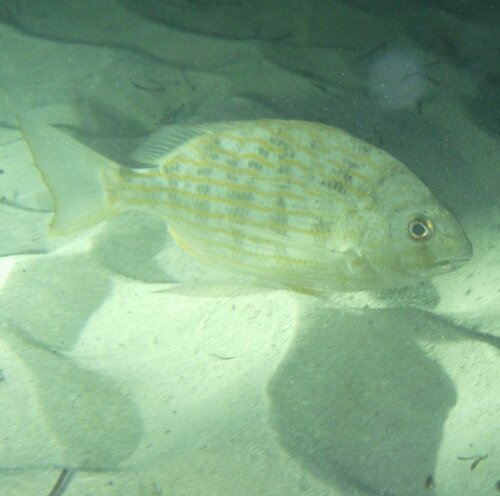 Brim (Archosargus rhomboidalis) — Sparidae