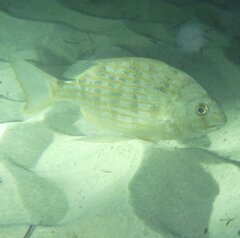 Archosargus rhomboidalis