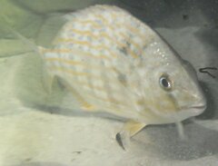 Archosargus rhomboidalis