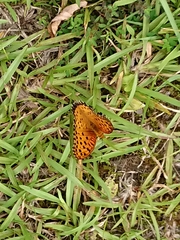 Argynnis hyperbius hyperbius