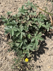 Potentilla chrysantha