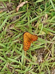 Argynnis hyperbius hyperbius