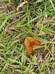 Argynnis hyperbius hyperbius