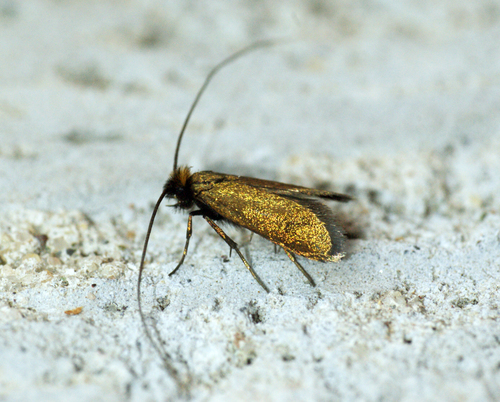Meadow Longhorn, photo 6 of 10