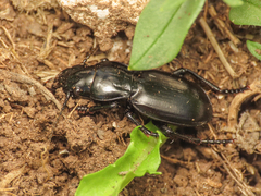 Percus dejeani