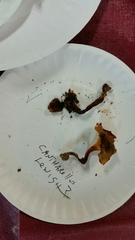 Cantharellus lewisii