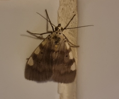 Sommeria aganais