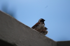Passer melanurus vicinus