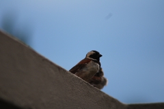 Passer melanurus vicinus