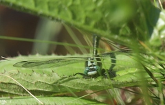 Gomphus vulgatissimus