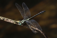 Gomphus vulgatissimus