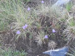 Campanula cochleariifolia