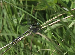 Gomphus vulgatissimus