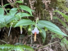 Vaccinium japonicum lasiostemon