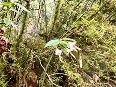 Vaccinium japonicum lasiostemon