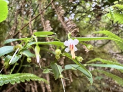 Vaccinium japonicum lasiostemon