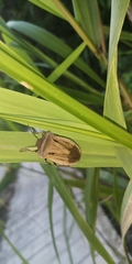 Chalcopis glandulosa