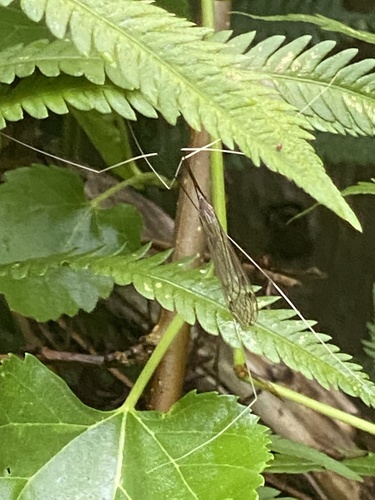 Brachypremna dispellens photo 2