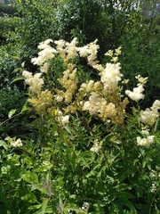 Filipendula ulmaria
