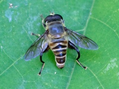 Mallota curvigaster