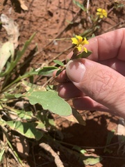 Goodenia glabra