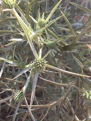 Eryngium glomeratum