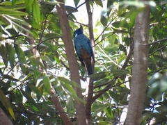 Tangara velia cyanomelas