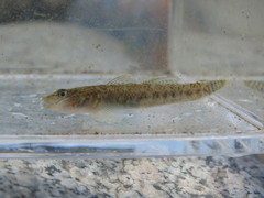 Rhinogobius brunneus