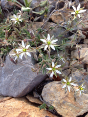 Sabulina nuttallii