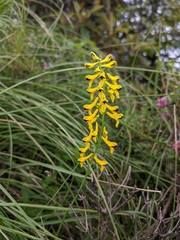 Corydalis juncea