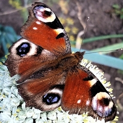 Aglais io