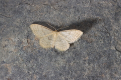 Idaea dilutaria